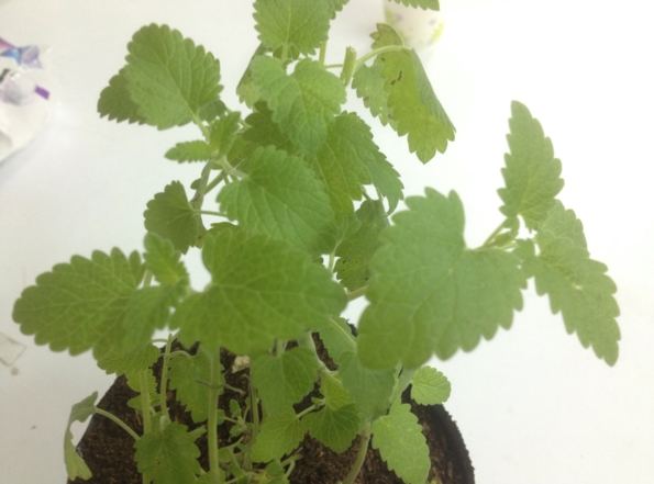 貓薄荷種植