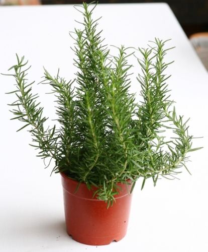 室內驅蚊植物 室內驅蚊植物