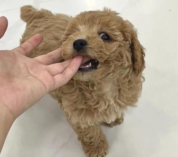 狗狗洗澡​