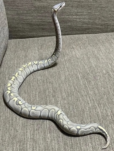 球蟒品系