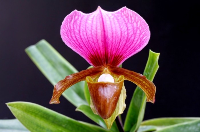 蘭花栽培方法