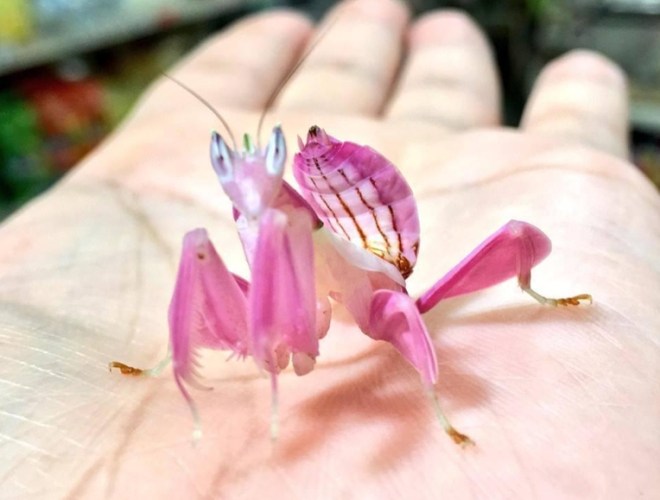 蘭花螳螂飼養