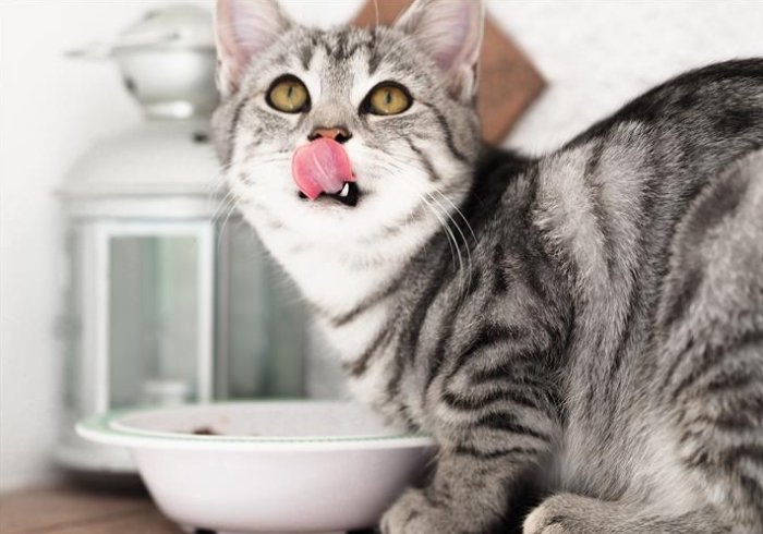 貓 飼料​