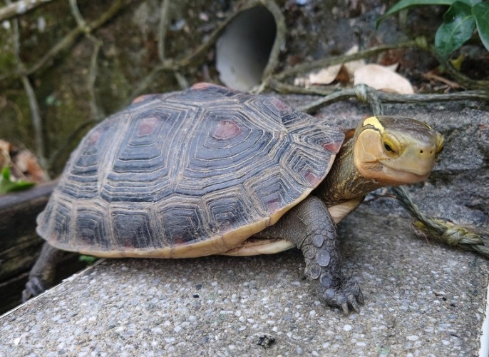 食蛇龜簡介