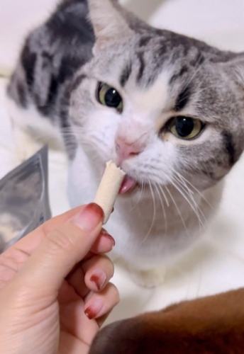 貓飼料挑選重點 貓飼料挑選重點