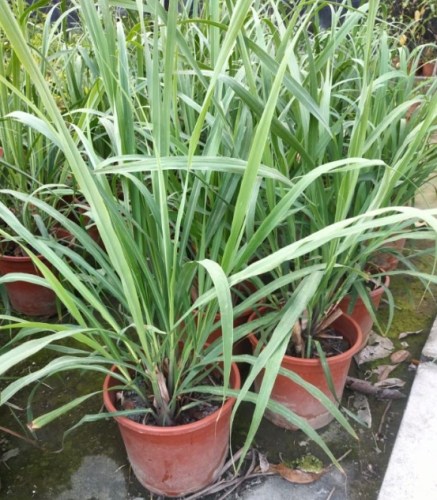 室內驅蚊植物 室內驅蚊植物