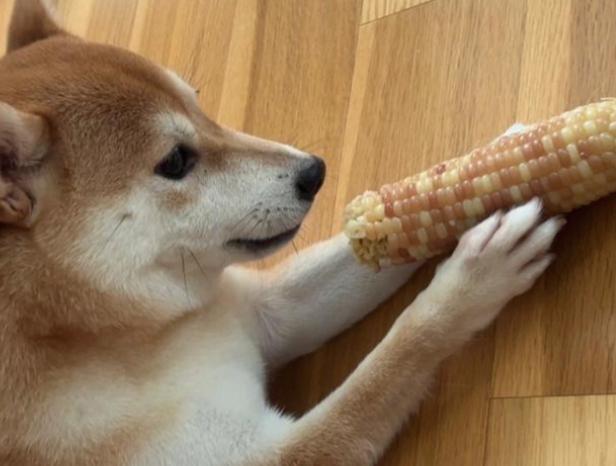 玉米對狗的好處